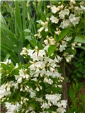 weigela